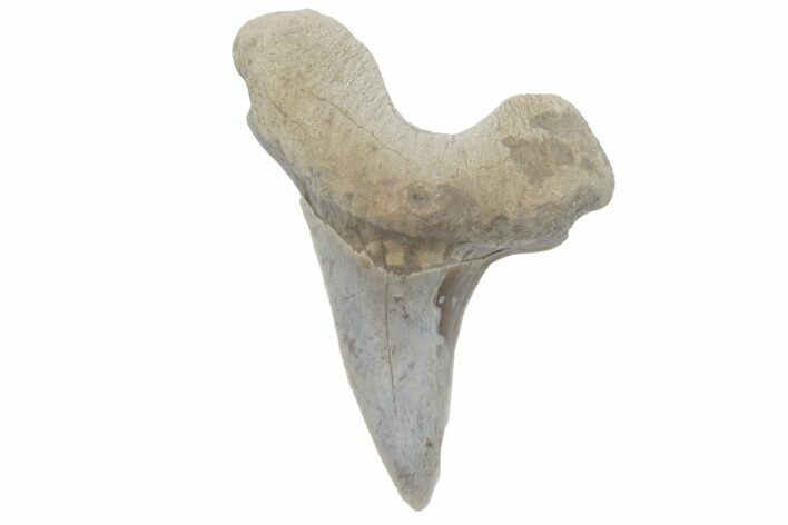 Fossil Ginsu Shark (Cretoxyrhina) Tooth - Kansas #219142